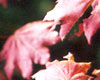 fall leaves