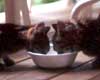 wild kittens
