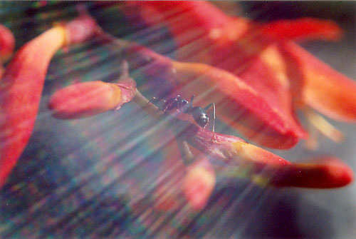 ant caught in the sun's rays