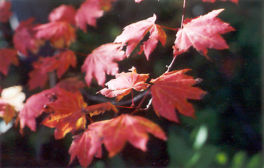 fall leaves