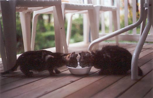 kittens in the wild 